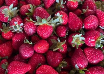 Beechworth Berries